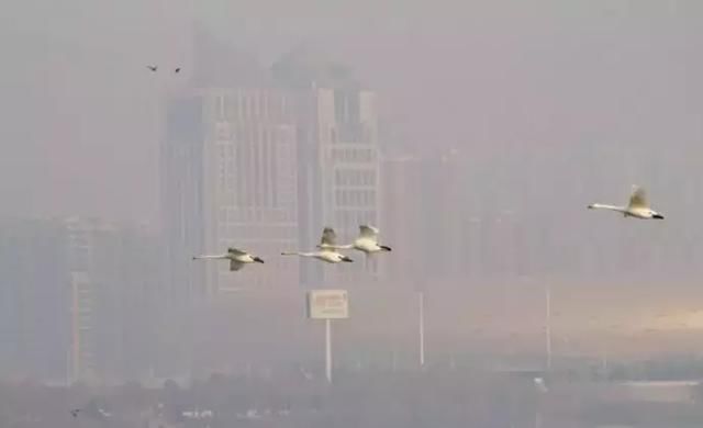 微信辟谣和王者荣耀防沉迷都出自腾讯张志东,