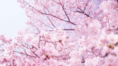春来早！2021全国赏樱地图出炉 樱花全面提前绽放
