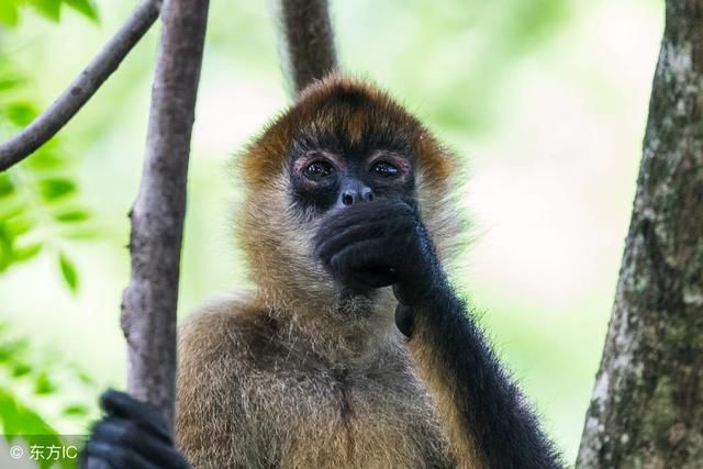 大猴小猴:听老人言,切记这几个地方不能去,准的吓人!