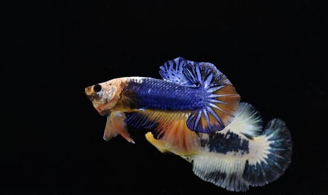 泰国斗鱼逊色在哪?