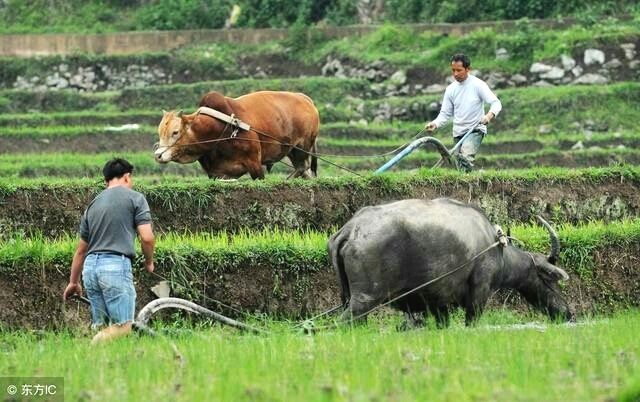 中国最大的危机是逐步走向没落的农村,而不在
