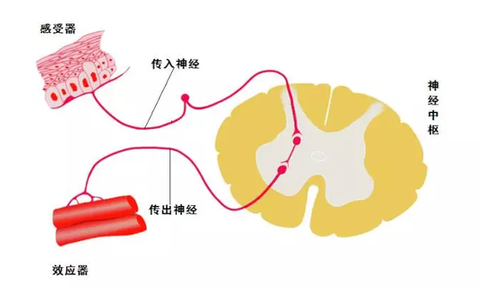 云反射弧如何成为人工智能发展的下一个重点