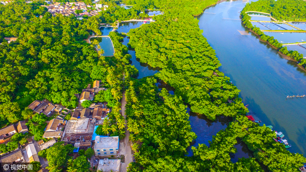 海南文昌红树林被"蚕食" "伤痕累累"待修复