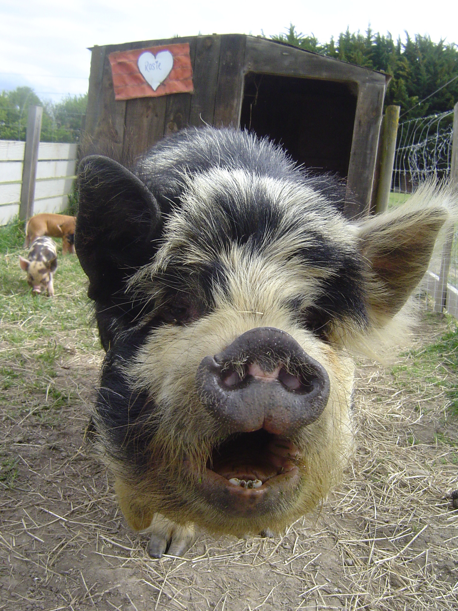 春节小猪佩奇也要串亲戚,一起去新西兰看"表哥"吧