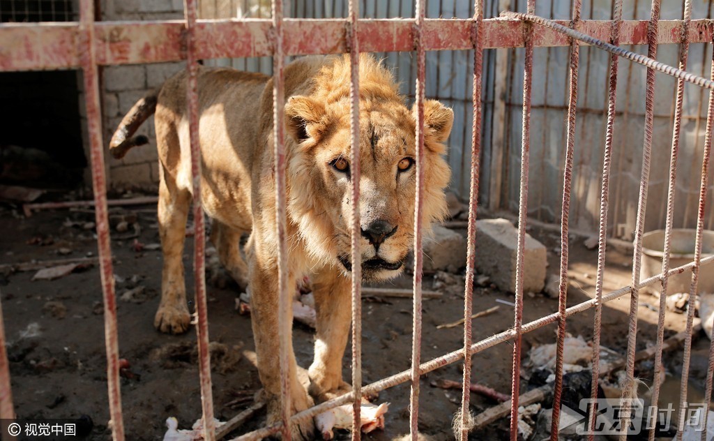 伊拉克因战事废弃动物园 饥饿狮子瘦成皮包骨
