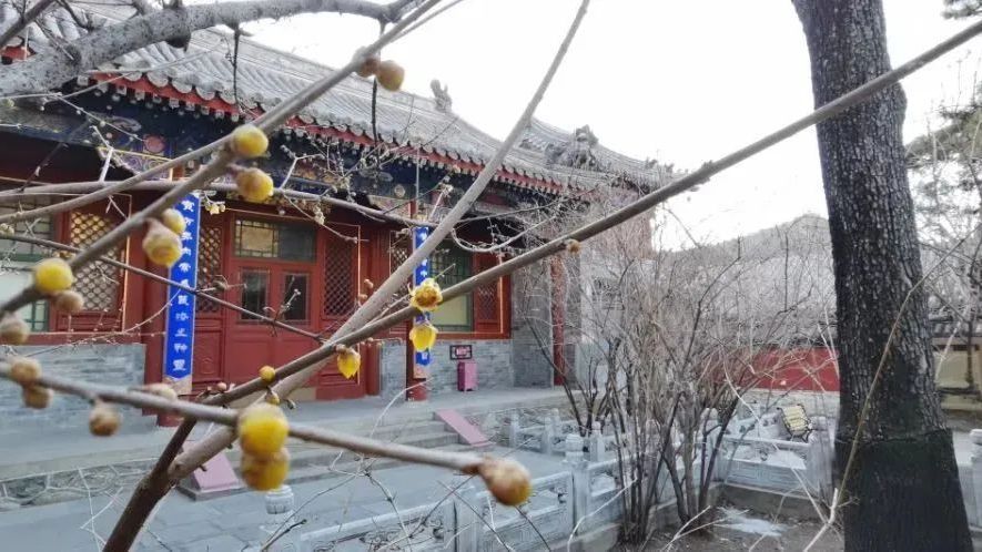 春日赏花第一站：潭柘寺 腊梅
