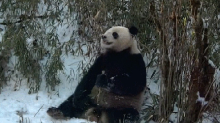 野外大熊猫“吃播”,开播了→ 野外大熊猫“吃播”,开播了→
