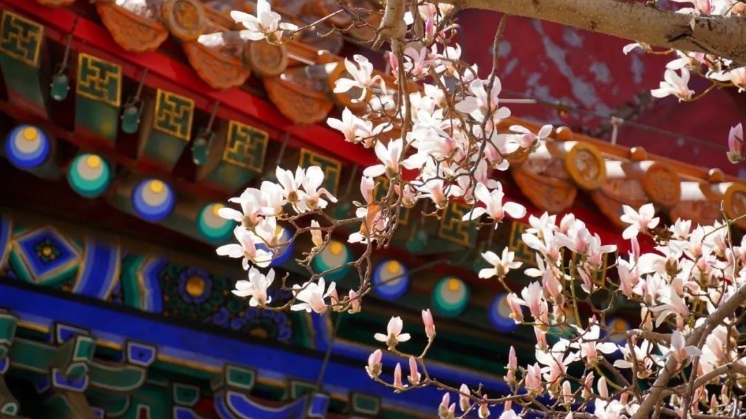 北京春日追花攻略——景山公园 北京春日追花攻略——景山公园