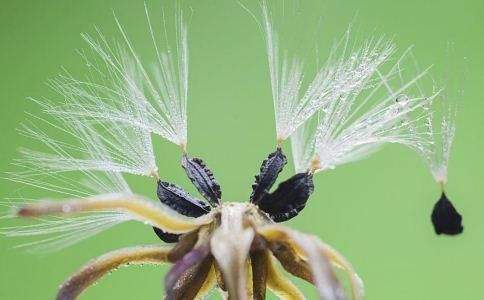 盘点蒲公英茶的5个功效与作用