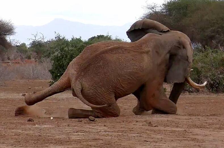 肯尼亚野生生物服务署的巡回兽医们在接到报告后，立即前往非洲象出没地，为它进行治疗。