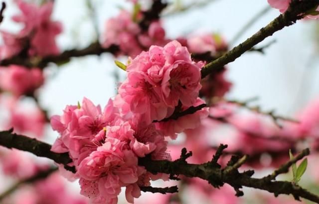 为何老实人总受欺负?领导的这四个考虑很现实