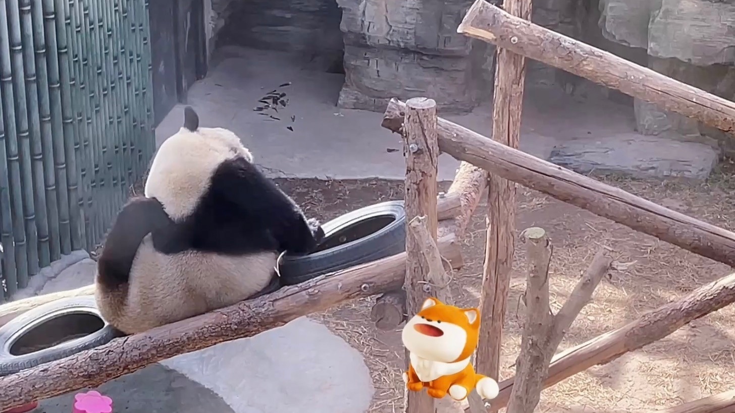 萌翻！大熊猫花式挠痒痒竟然这么可爱！