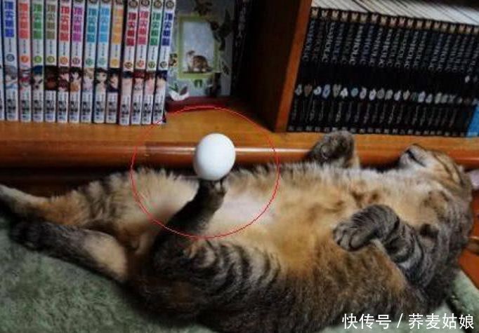 趁猫咪熟睡,主人在它脚心放了个蛋,本想整蛊它