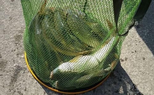 7月野钓鲫鱼的绝佳饵料配方,不招小杂鱼闹腾,