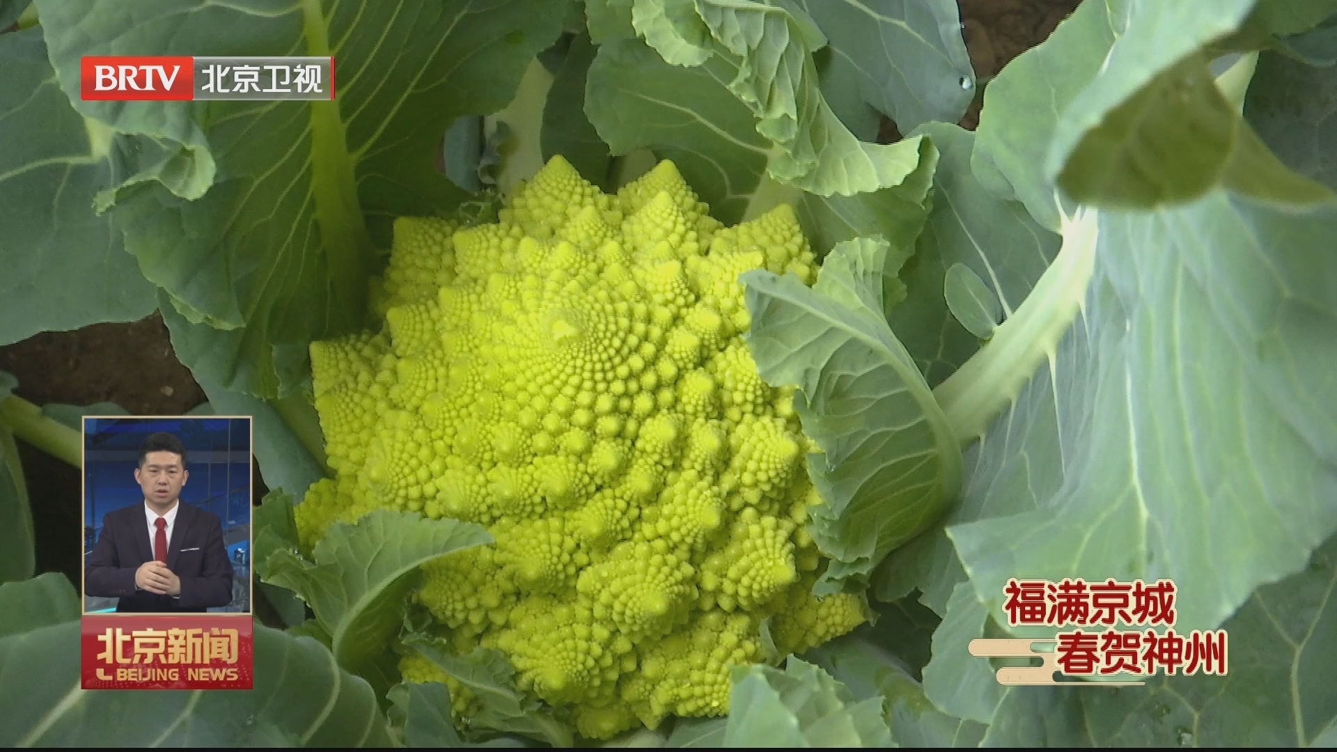 福满京城 春贺神州 | 50余种京产特菜供应春节市场