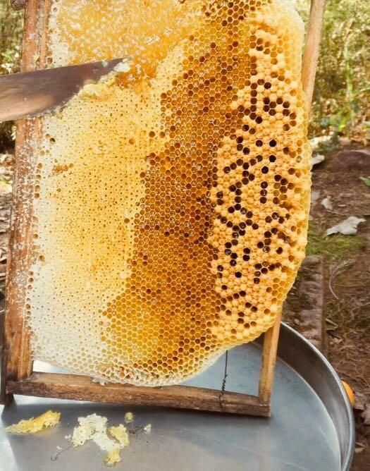 怎么吃蜂巢蜜是正确的知识,小编一字字的告诉