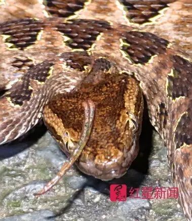 没看清楚？来，上大图（慎点）：蛇头上怎么就长出了一只“角”？这是怎么一回事？新品种？还是“洞中千年修此身”？

网友戏谑地称，这是“自带天线”，“再长一只（角）就是龙了”，也有网友猜测“可能是变异了”……赵力先生疑惑了，一众网友也疑惑了，就连两栖动物学业内对此都有了关注。图为赵力近距离拍摄的蛇照。