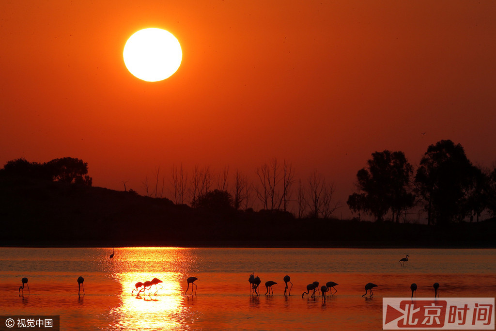 火烈鸟不是严格的候鸟。只在食物短缺和环境突变的时候迁徙。