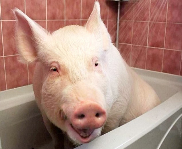 爱心夫妇欲养迷你宠物猪 不料它却长成大肥猪