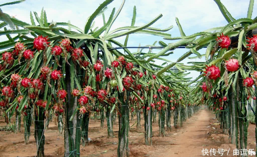这种果树的花比果实更值钱,晒干后200元一斤,