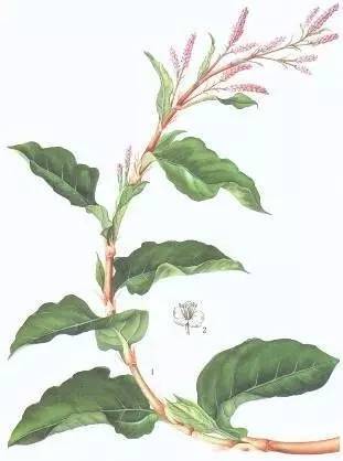 草木如织|蓼蓝草木染