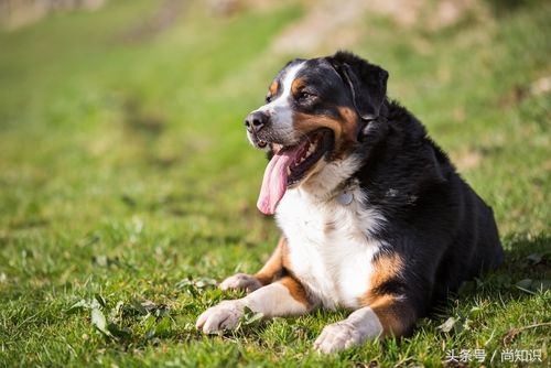 大部分人都不知道,世界上十大昂贵的的狗的品