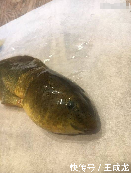 蝌蚪长成香蕉般大小,还会越长越大,且永远不会