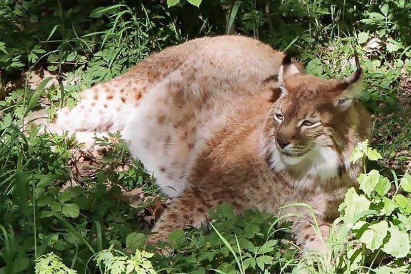 一只被绝育后的猞猁,因对异性失去兴趣胖到了96斤
