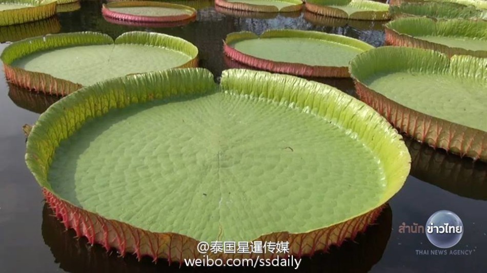 泰国巨型荷叶承重200斤 成人稳当站立其上