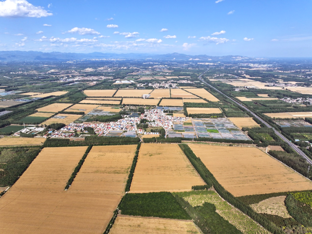 "三夏"进行时 | 小田变大田,稳产又增收