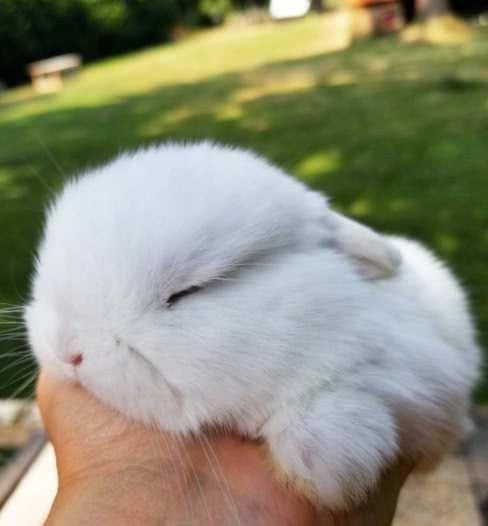 心理测试:4只兔子,哪只是雌兔?测在男生眼中你有多抢手!