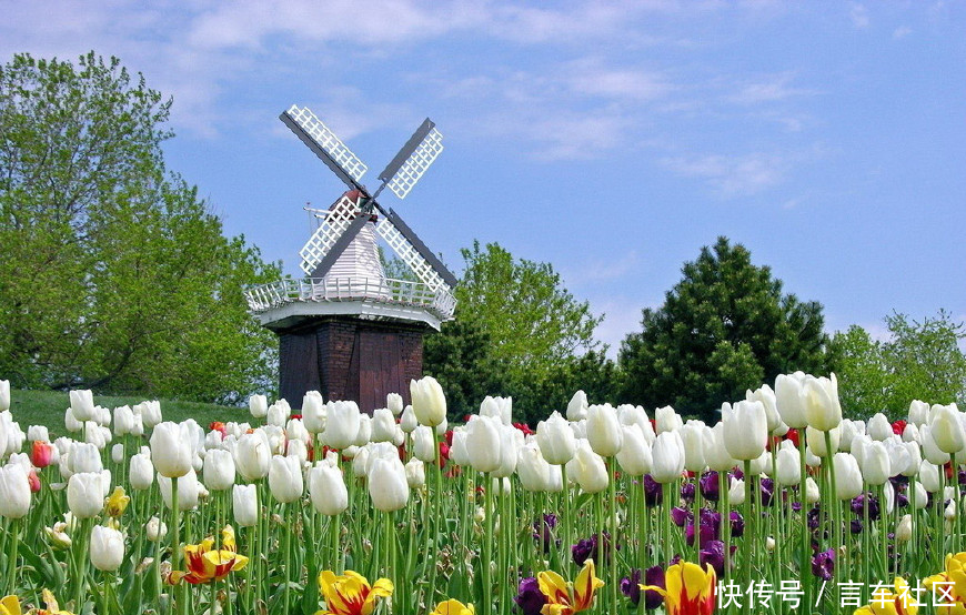 国人游客拿1000块到荷兰能干嘛?美女导游的话