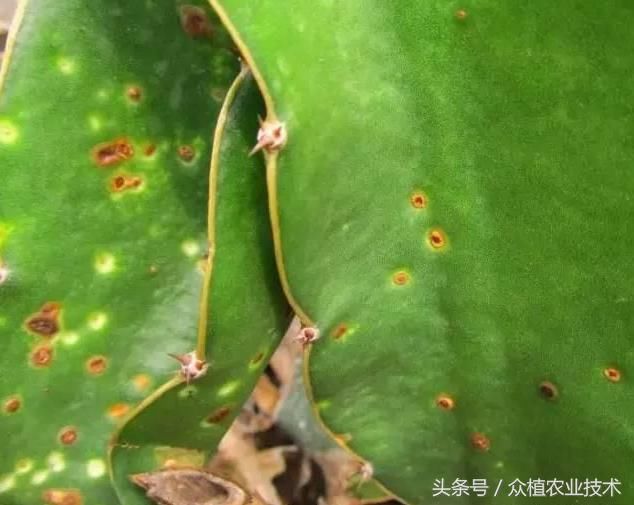 火龙果溃疡病到底是一种怎样的病害?溃疡病的