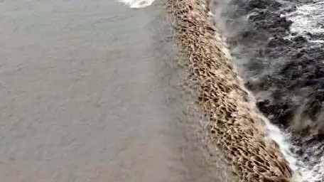 波涛汹涌!钱塘江现滚筒式潮水似万马奔腾 波涛汹涌!钱塘江现滚筒式潮水似万马奔腾