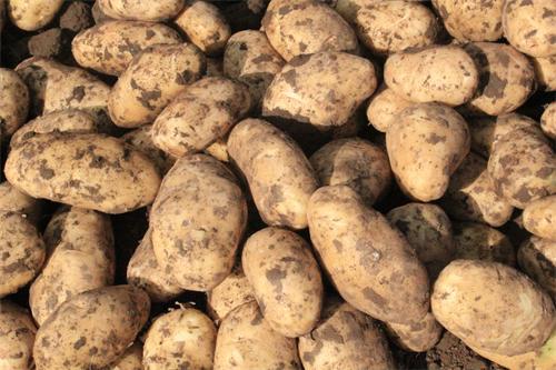 民丰马铃薯+燕麦攻略缔造产业扶贫新路径