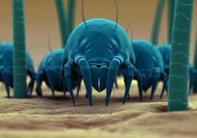 晚上睡觉头发就出油,是螨虫努力一晚的结果,