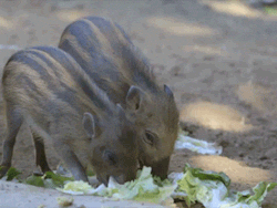 这个我要是没猜错的话,应该是野猪吧