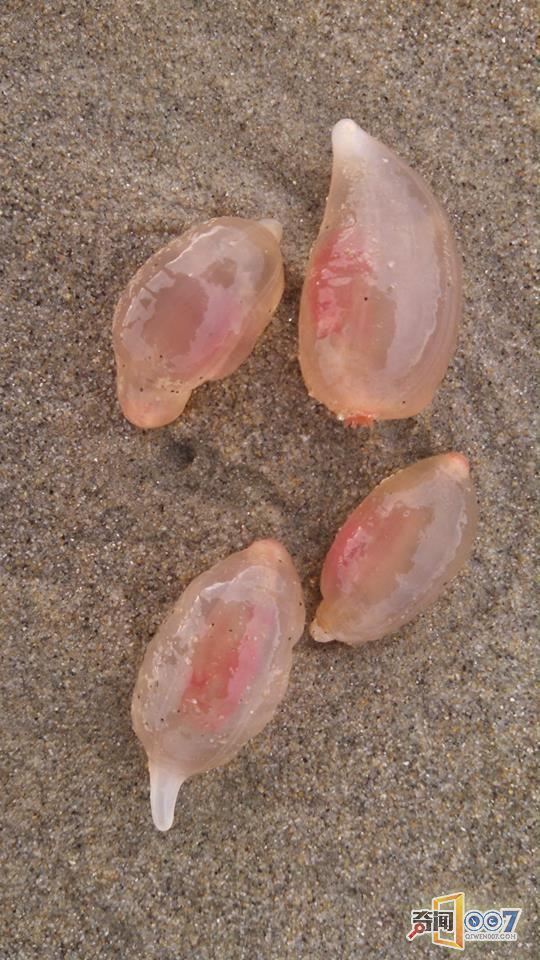 也有人说这只不过是一种海洋生物:樽海鞘.