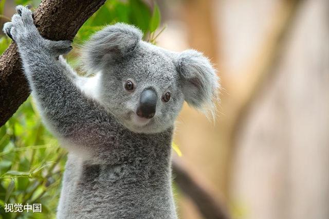 心理测试--选择一种喜欢动物,测试你真傻还是装
