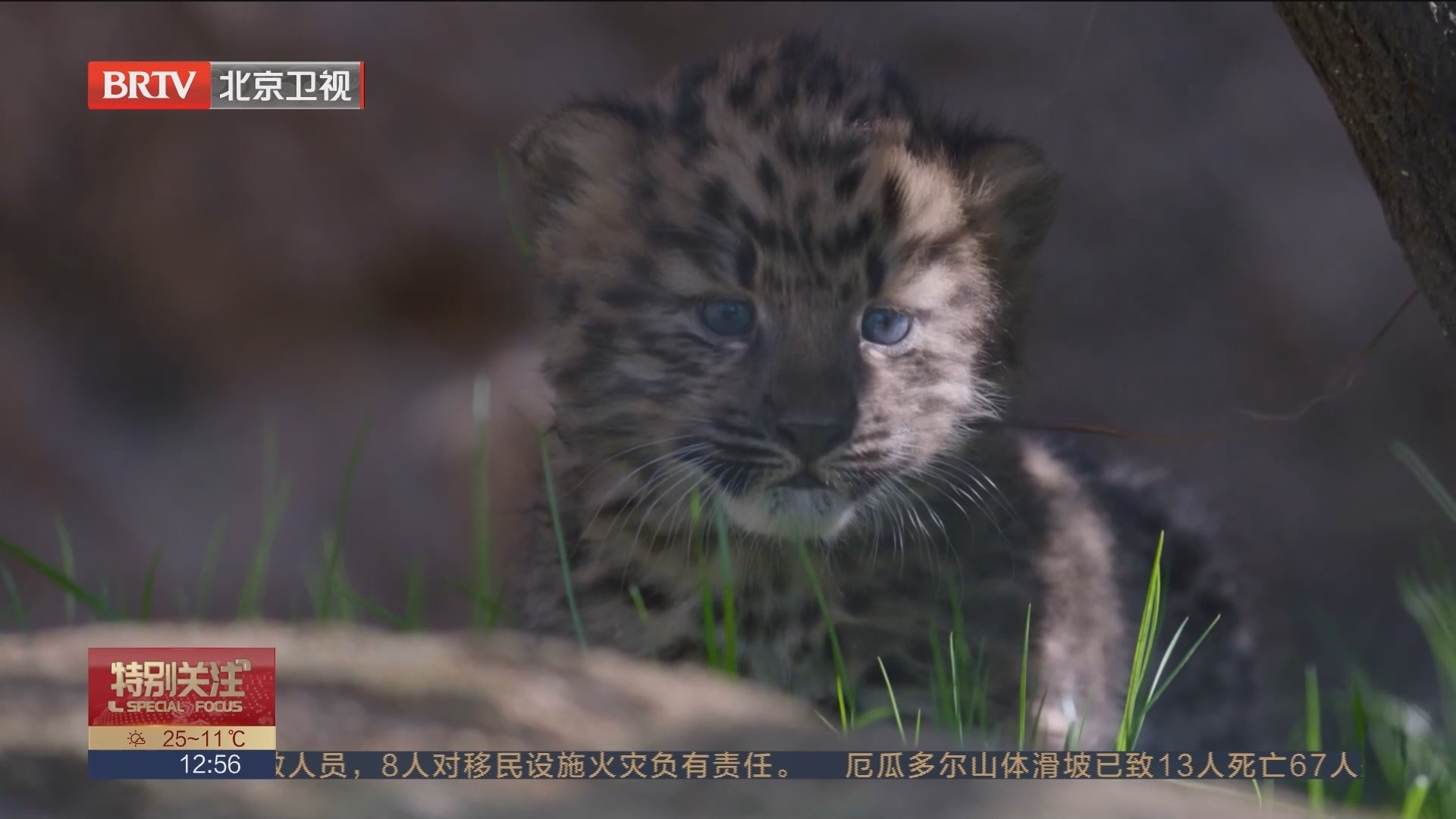 双胞胎！圣迭戈动物园喜迎一对东北豹幼崽