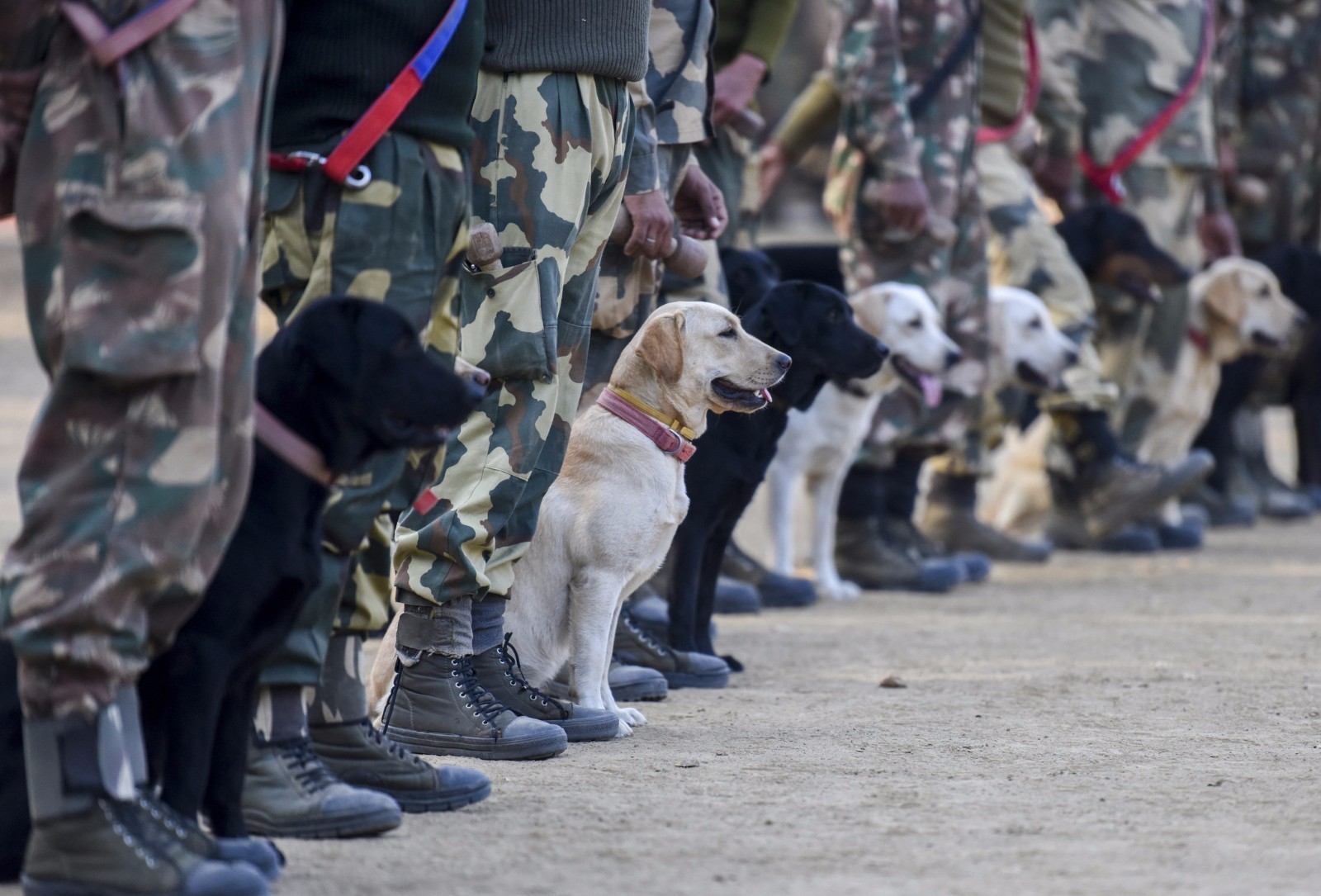 探访印度神犬养成厂 奶狗变军犬
