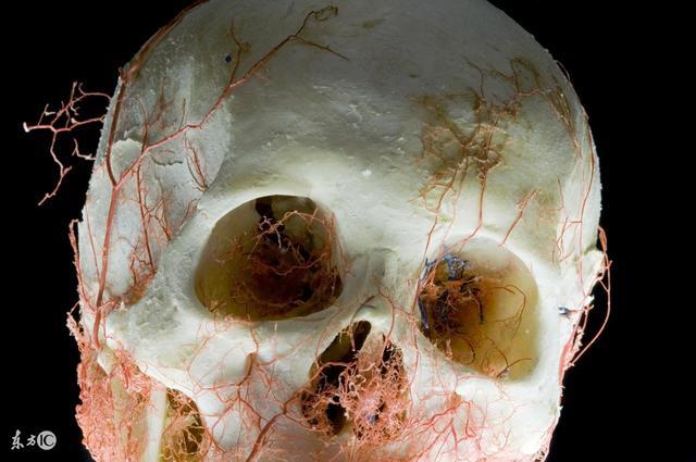 心脑血管只能用75年,脑血栓是最大杀手,5种食物彻底清理血管-北京时间