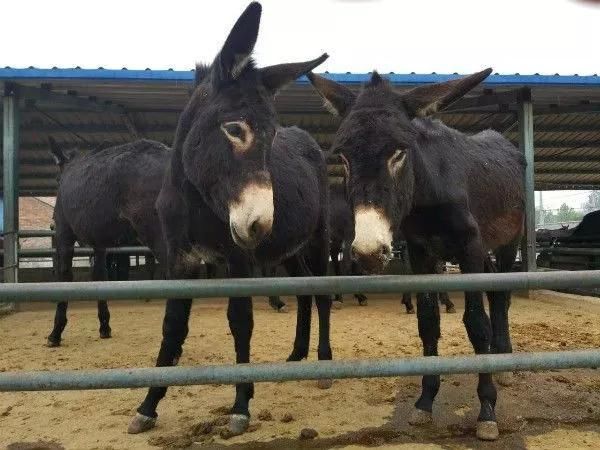 2018-2019年最火爆最赚钱的养殖项目你知道吗