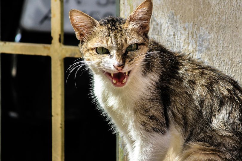 西澳拟出新法规 猫禁止出户狗扰民或被判刑