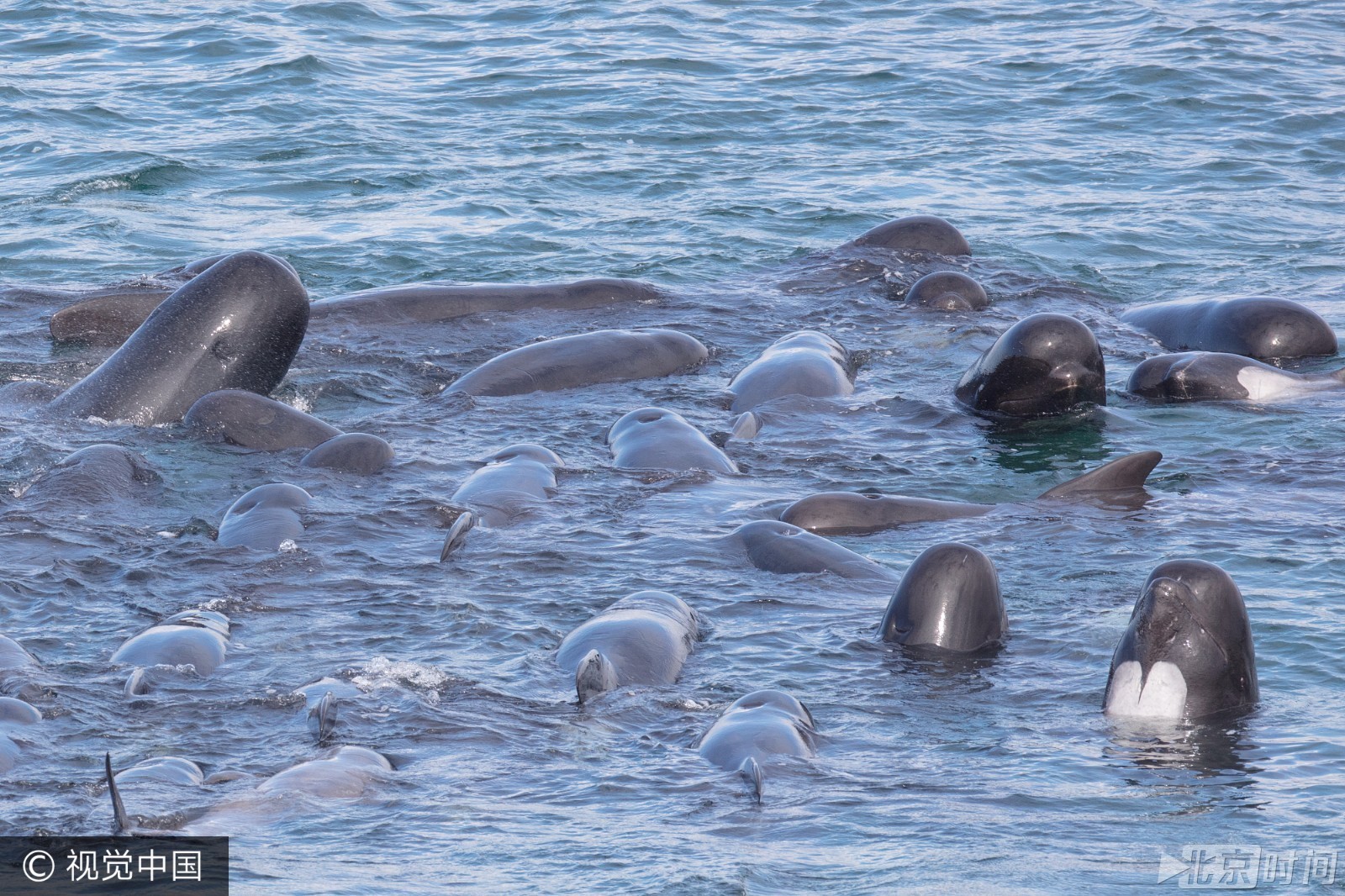 罕见一幕!领航鲸扎堆跃出水面场面壮观