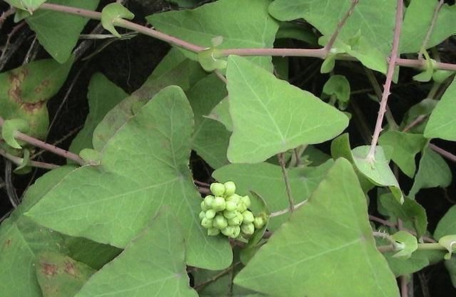 这种植物蛇也怕,经常用来治毒,对付肿瘤湿疹厉害