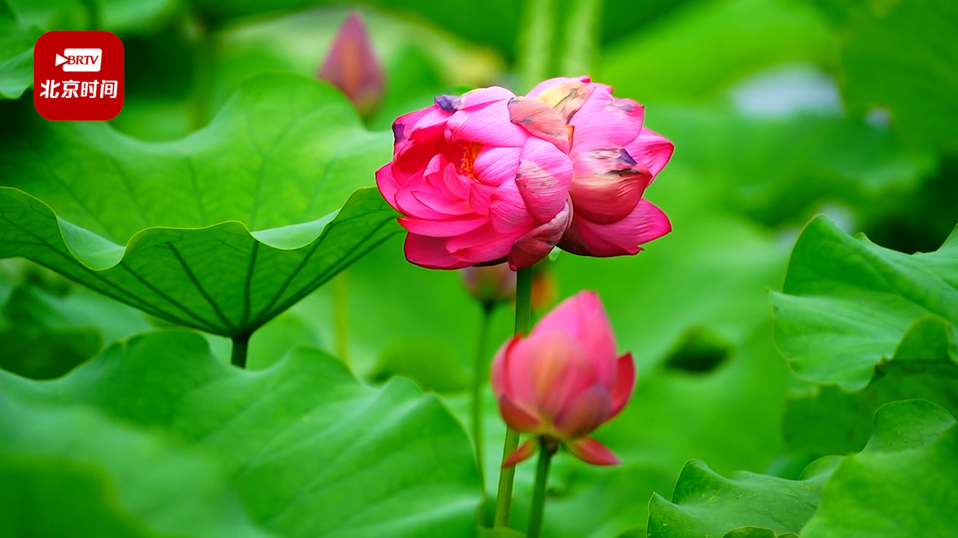 花开并蒂好运“莲莲” 圆明园第二朵并蒂莲盛开