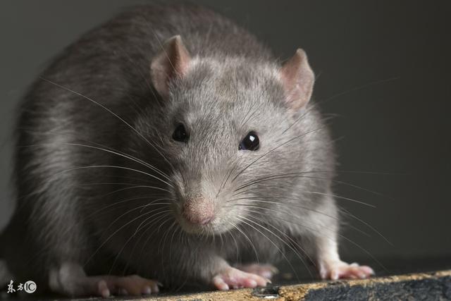 属鼠人"最命苦"的出生月份,"十鼠九不全"你家有吗?