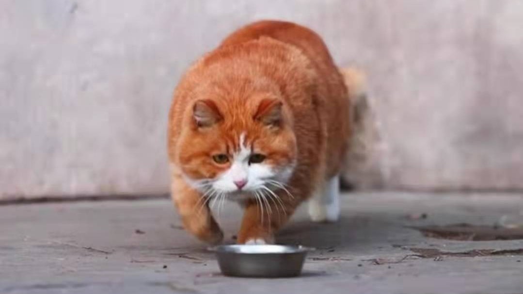 故宫网红御猫“帕帕”的反转喵生 故宫网红御猫“帕帕”的反转喵生