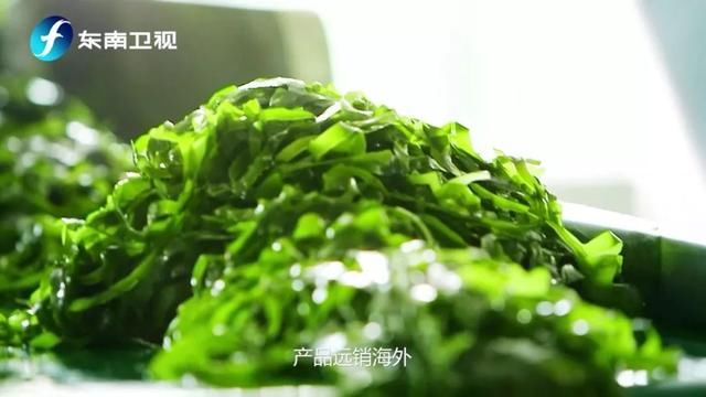像一棵海草浪花里舞蹈,像海藻在你的餐桌上乐